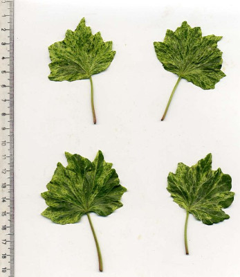 Hedera_helix__Chrysaor_.jpg