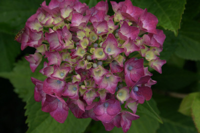Hortensien0708.jpg