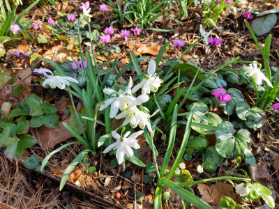 Galanthus Flocon de Neige 2.jpg