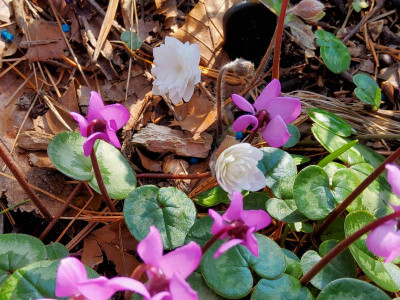 Hepatica nobilis Flore Plena Album.jpg