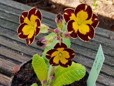 Primula Gilded Ginger.jpg