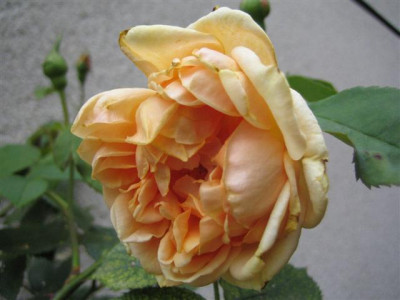 mme_jules_gravereaux_07-2008Small.JPG