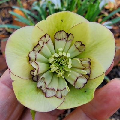 Helleborus Green Dream.jpg
