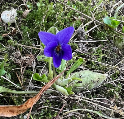 2024-03-03 Viola odorata b.jpg