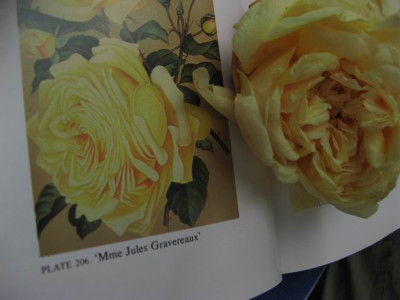 Mme_Jules_Gravereaux_G.JPG