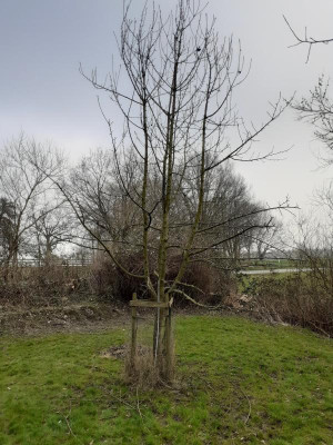 Apfelbaum.jpg