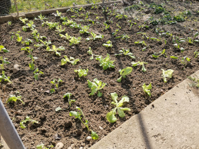 Cima di Rapa Salat Spinat 20240302.jpeg