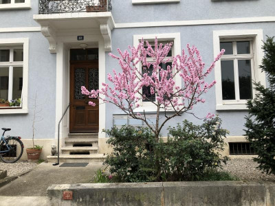 Prunus_persica.jpeg