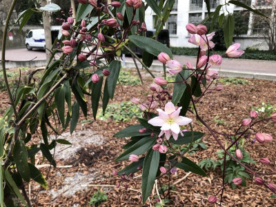 Clematis_armandii.jpeg