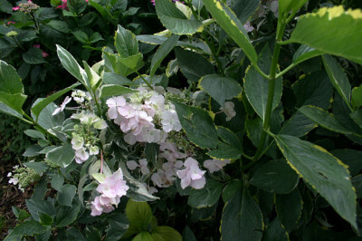 Hortensien2408.jpg
