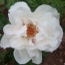 margaret_merril2.jpg