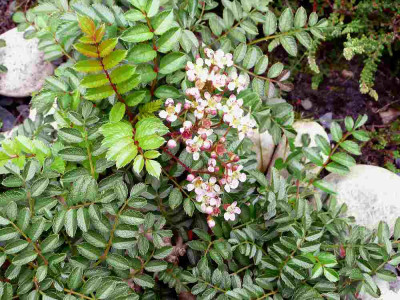 75_Sorbus-poteriifolia-Det.jpg