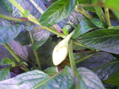 K640_100_5520.JPG