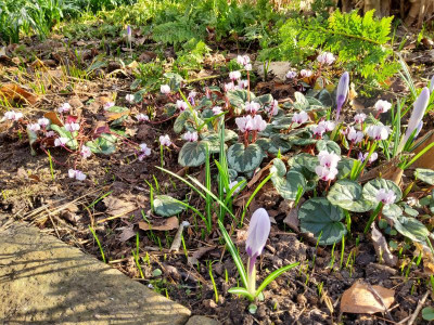 Cyclamen coum Porcelain_Porzellanblüte.jpg