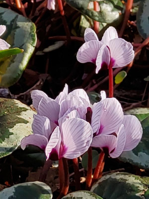 Cyclamen coum Porcelain.jpg