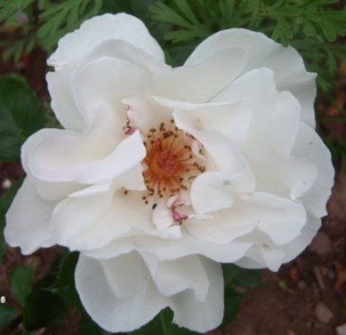 margaret_merril3.jpg