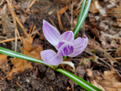Crocus mini gestreift 1.jpg