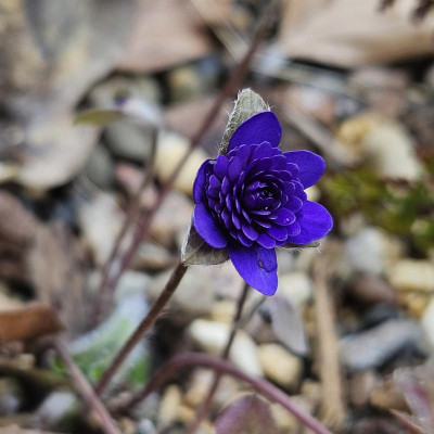 Hepatica Maria Theresia 20240306_140502.jpg