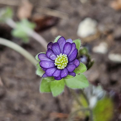 Hepatica Fritz 20240306_140547.jpg