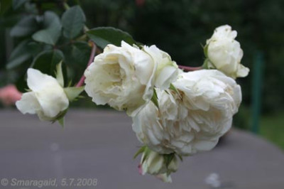 Sombreuil-2008-07-05_1977.jpg