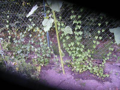Melothria-Pflanzen.jpg