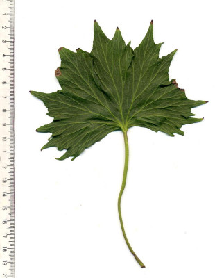 Hedera_helix_Pegasus.jpg