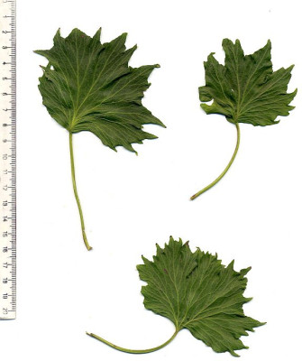 Hedera_helix_Pegasus_1.jpg