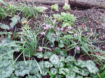 Cyclamen.jpg