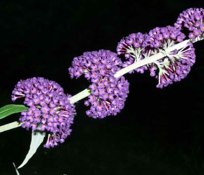 Budd1000925.JPG