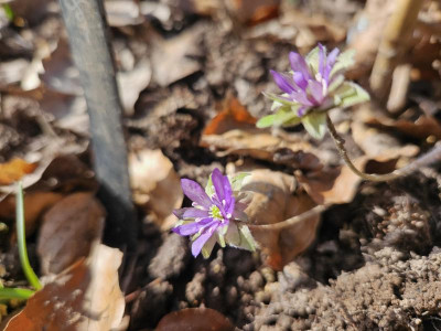 Hepatica Ohleila 20240227_141849.jpg