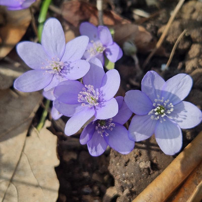 Hepatica kasi 20240307_131657.jpg