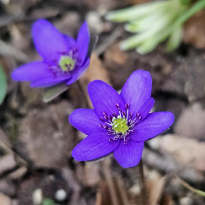 Hepatica dark blue with dark blue anthers Raschun 20240307_170632.jpg