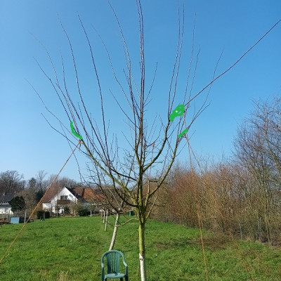 Mirabelle Leitäste.I.jpg - Kopie.jpg