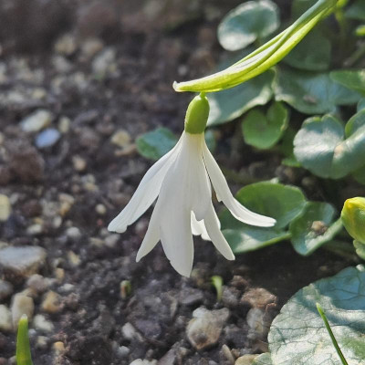 'Francesca De Grammont' 20240308_150530.jpg
