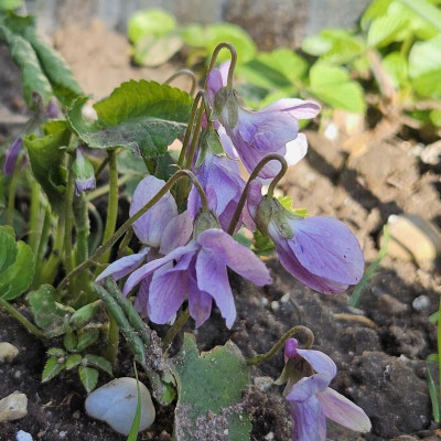 Viola odorata rosa Sämling 20240308_150805(0).jpg