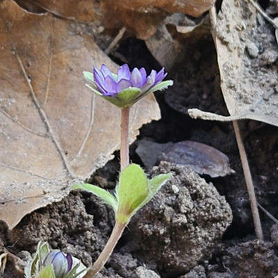 Hepatica Fritz I 20240308_151154.jpg
