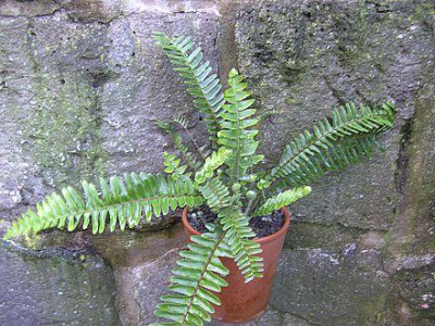 Kanaren_Farn_4_Fars_2008.jpg