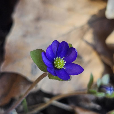 Hepatica Fritz II 20240308_151121.jpg