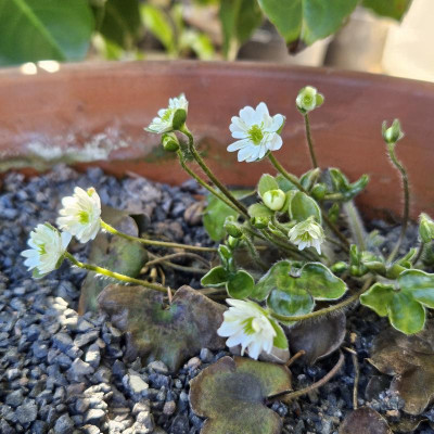 Hepatica japonica double white MH 20240308_151318.jpg