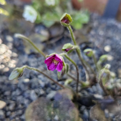 Hepatica japonica pink MH 20240308_151324.jpg