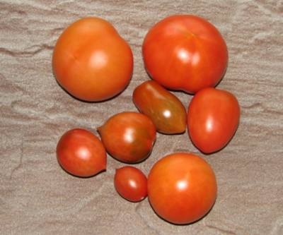 08nadja_ulta_skorospelij_corbarino_trilly_brin02.JPG