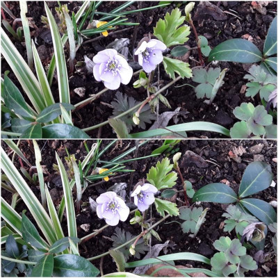 Hepatica.jpg