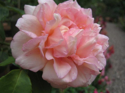 IMG_3209_Small.JPG
