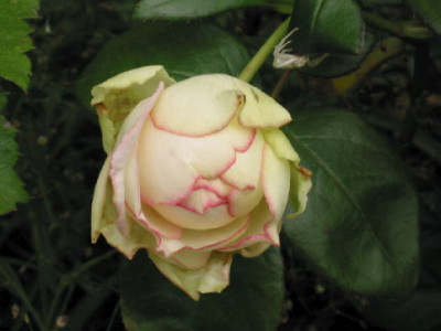 Biedermeier__Juli_08.jpg
