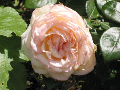 Biedermeier_Juli_08_2.jpg