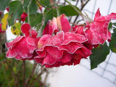 garten241104-0013k.jpg