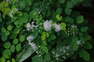 thalictrum_whoever.jpg