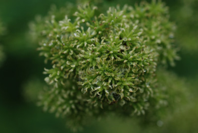thalictrum-das-keiner-kennt.jpg
