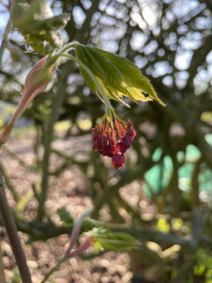 Acer pseudosieboldianum Blüte 2024.jpg