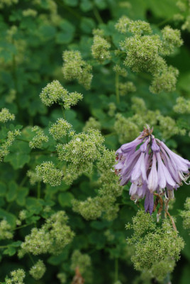 thalictrum-das-keiner-kennt2.jpg